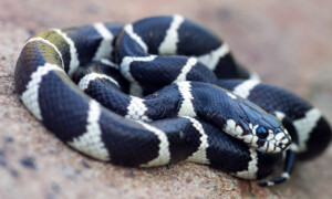 Lampropeltis californiae – lancetogłów kalifornijski