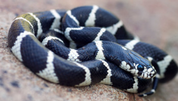 Lampropeltis californiae – lancetogłów kalifornijski