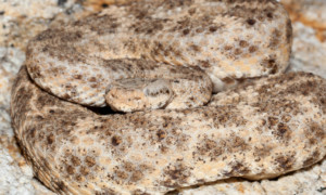 Crotalus mitchellii – grzechotnik cętkowany