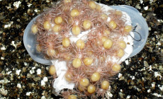 Poecilotheria regalis – raport rozmnożeniowy