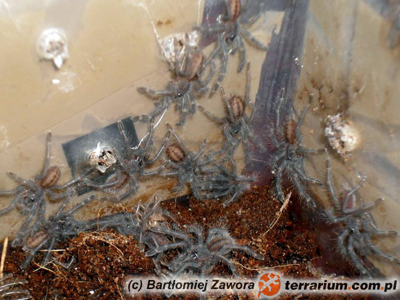 Poecilotheria tigrinawesseli – raport rozmnożeniowy – Młode L1