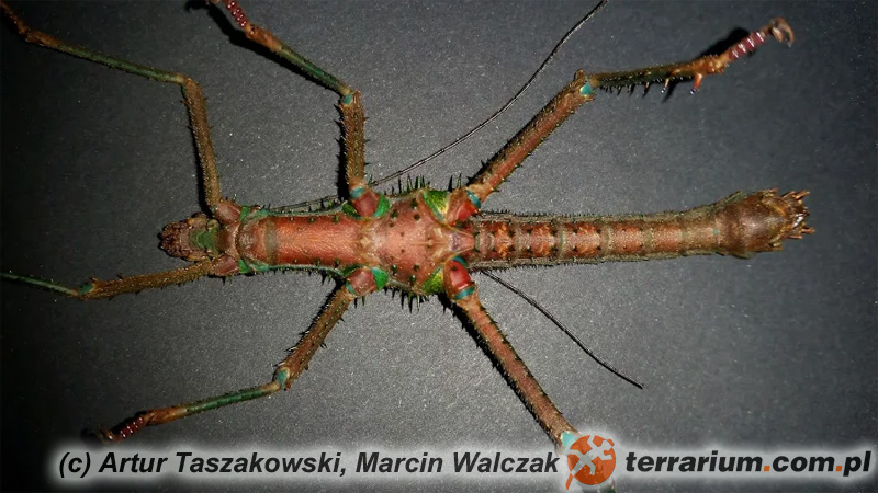 Haaniella saussurei – samiec