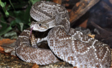 Crotalus vegrandis – grzechotnik wenezuelski