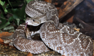 Crotalus vegrandis – grzechotnik wenezuelski