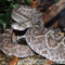 Crotalus vegrandis – grzechotnik wenezuelski