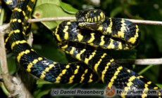 Boiga dendrophila – boiga mangrowa, wąż mangrowy