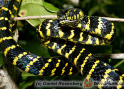 Boiga dendrophila – boiga mangrowa, wąż mangrowy