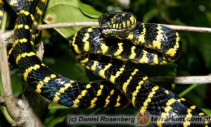 Boiga dendrophila – Boiga mangrowa