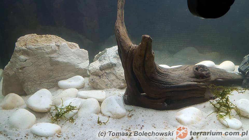 Necturus maculosus – odmieniec amerykański – Akwarium