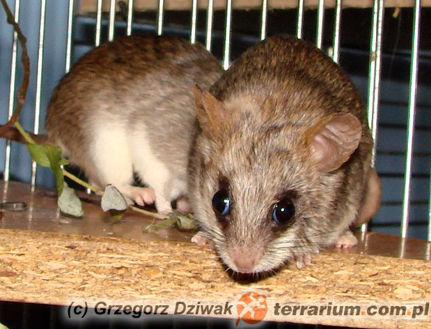 Thallomys nigricauda – akacjoszczur czarnoogonowy