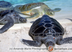 Chelonia mydas – żółw zielony