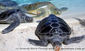 Chelonia mydas - żółw zielony
