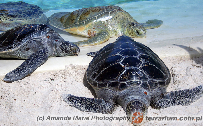 Chelonia mydas - żółw zielony
