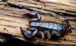 Skorpiony – podstawy hodowli