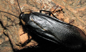 Deropeltis paulinoi