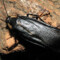 Deropeltis paulinoi
