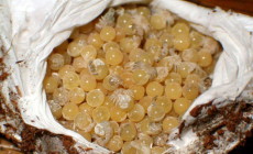 Brachypelma albopilosum – ptasznik kędzierzawy – raport rozmnożeniowy