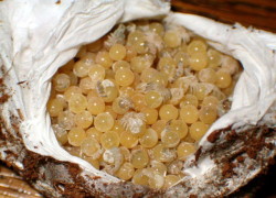 Brachypelma albopilosum – ptasznik kędzierzawy – raport rozmnożeniowy