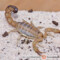 Androctonus australis