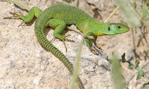 Squamata – łuskonośne, łuskoskóre