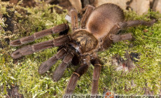 Haploclastus nilgirinus – ptasznik