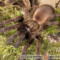 Haploclastus nilgirinus – ptasznik
