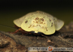 Blattodea – karaczany