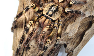 Poecilotheria ornata – ptasznik zdobiony