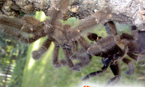 Psalmopoeus reduncus – raport rozmnożeniowy