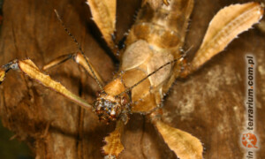 Extatosoma tiaratum – straszyk australijski