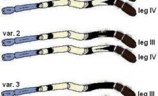 Poecilotheria vittata – warianty we wzorze na brzusznej stronie ud III i IV pary odnóży