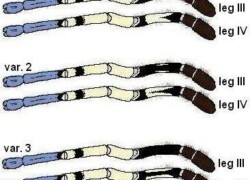 Poecilotheria vittata – warianty we wzorze na brzusznej stronie ud III i IV pary odnóży