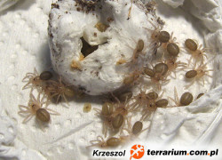 Tapinauchenius violaceus – raport rozmnożeniowy