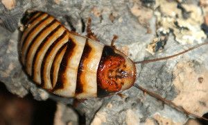 Elliptorhina javanica