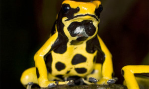 Dendrobates tinctorius – drzewołaz malarski