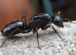 Camponotus vagus