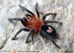 Cyriocosmus sellatus – ptasznik