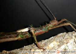 Haaniella saussurei – straszyk