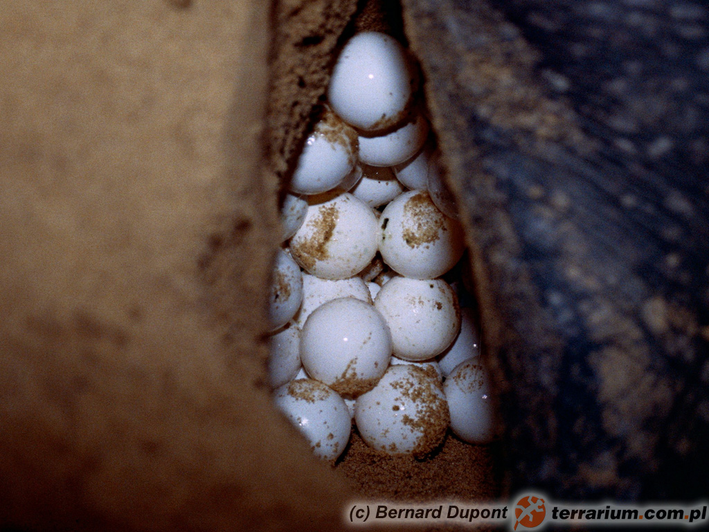 Dermochelys coriacea – żółw skórzasty – samica składa jaja na plaży