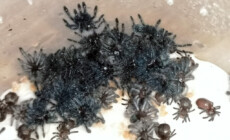 Caribena versicolor – raport rozmnożeniowy 4