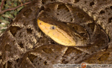 Bothrops asper