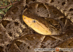 Bothrops asper