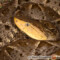 Bothrops asper