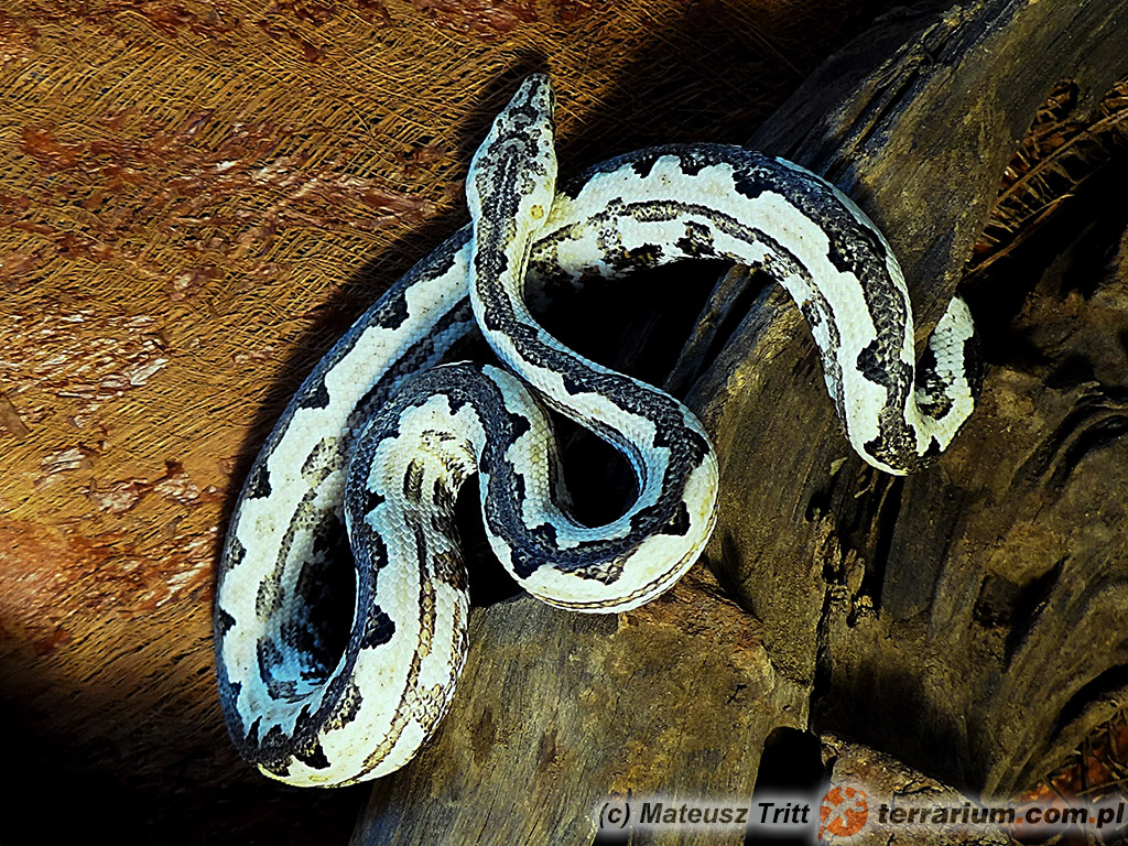 Candoia paulsoni paulsoni 'Santa Isabel’