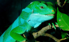 Legwany z południowego Pacyfiku