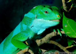 Legwany z południowego Pacyfiku