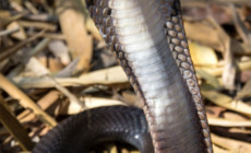 Naja siamensis – kobra syjamska