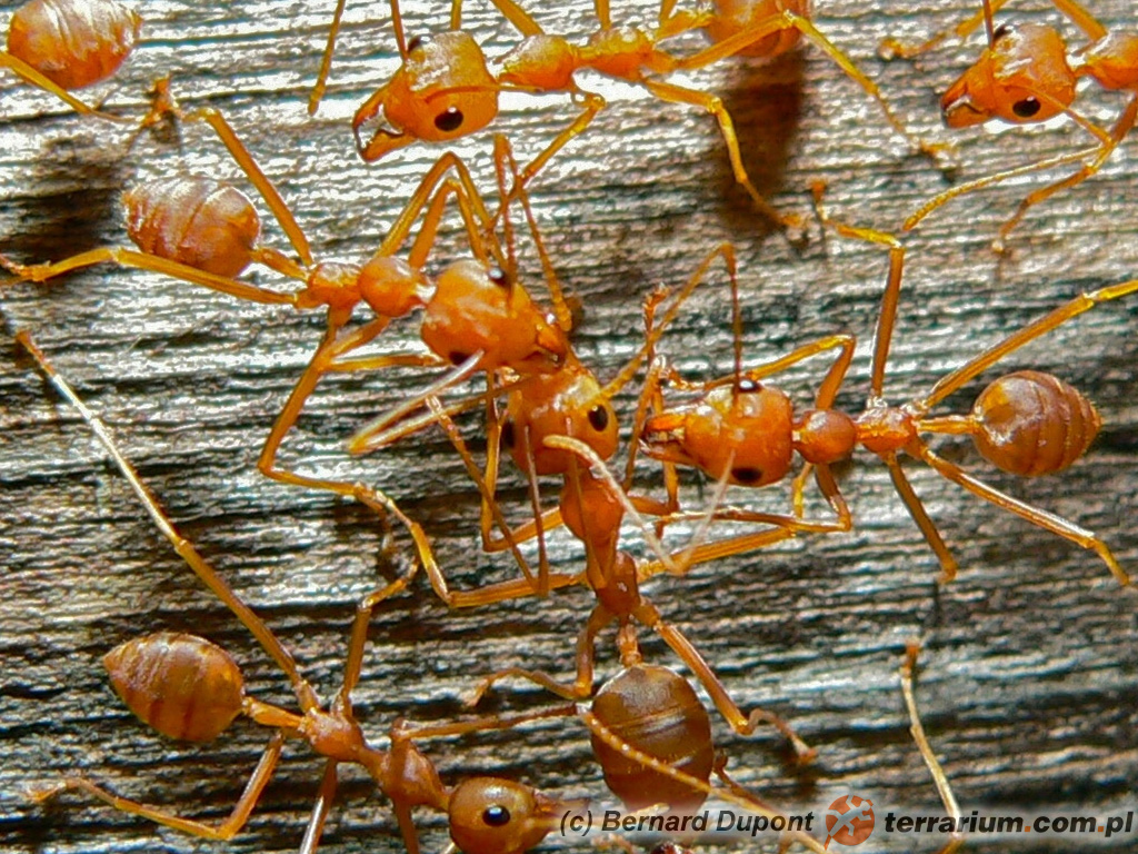 Oecophylla smaragdina – mrówka tkaczka – robotnice