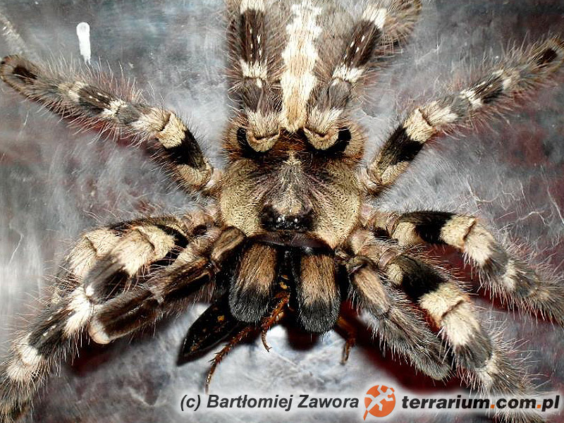 Poecilotheria tigrinawesseli – raport rozmnożeniowy – Samica