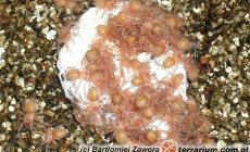 Poecilotheria striata – raport rozmnożeniowy